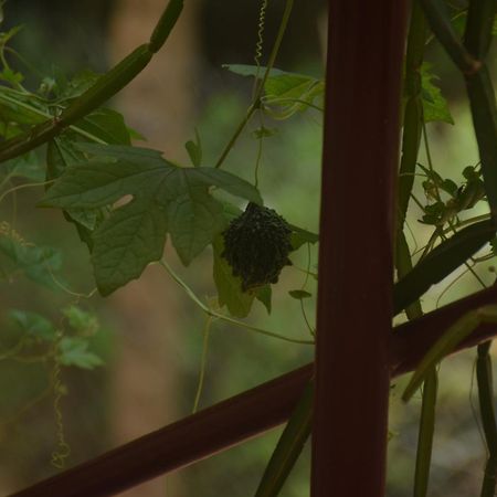 Travellers Crib Hotel Auroville Luaran gambar