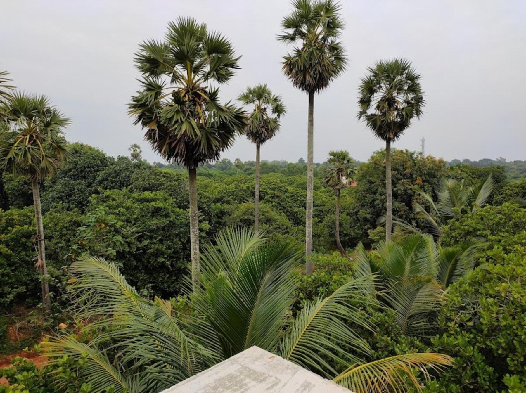 Travellers Crib Hotel Auroville Luaran gambar