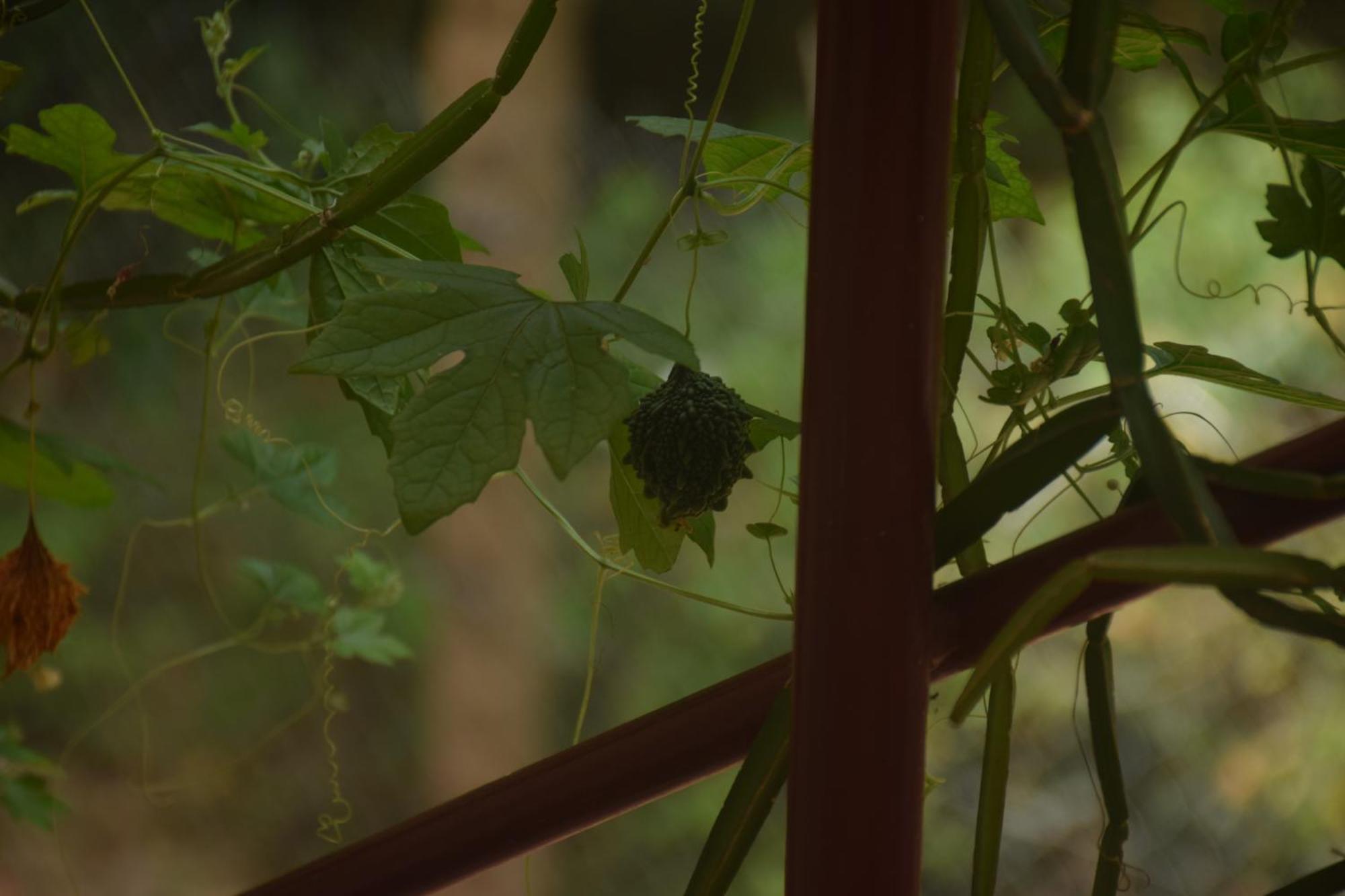 Travellers Crib Hotel Auroville Luaran gambar